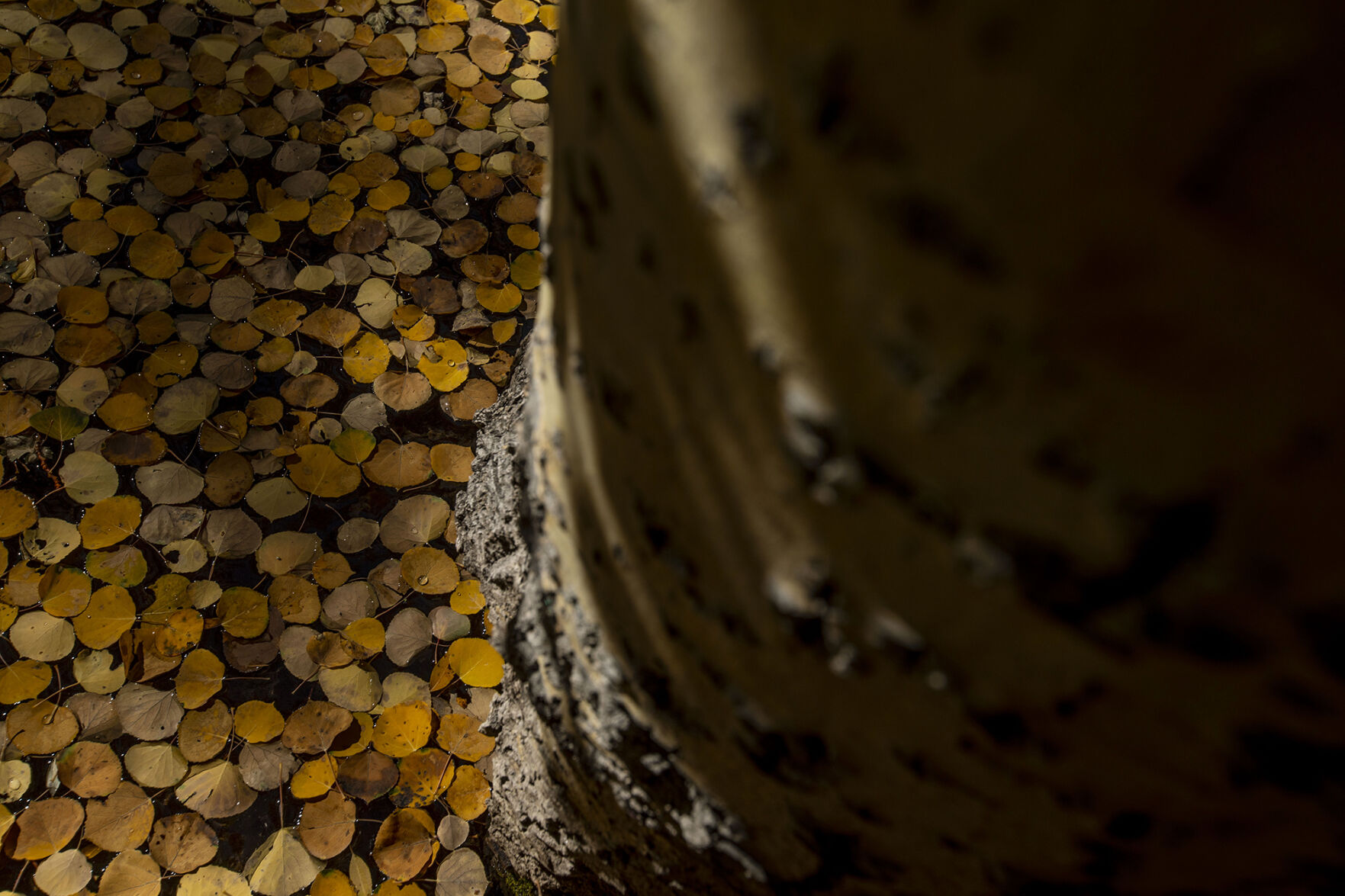 093020-news-colorsfall 10.jpg